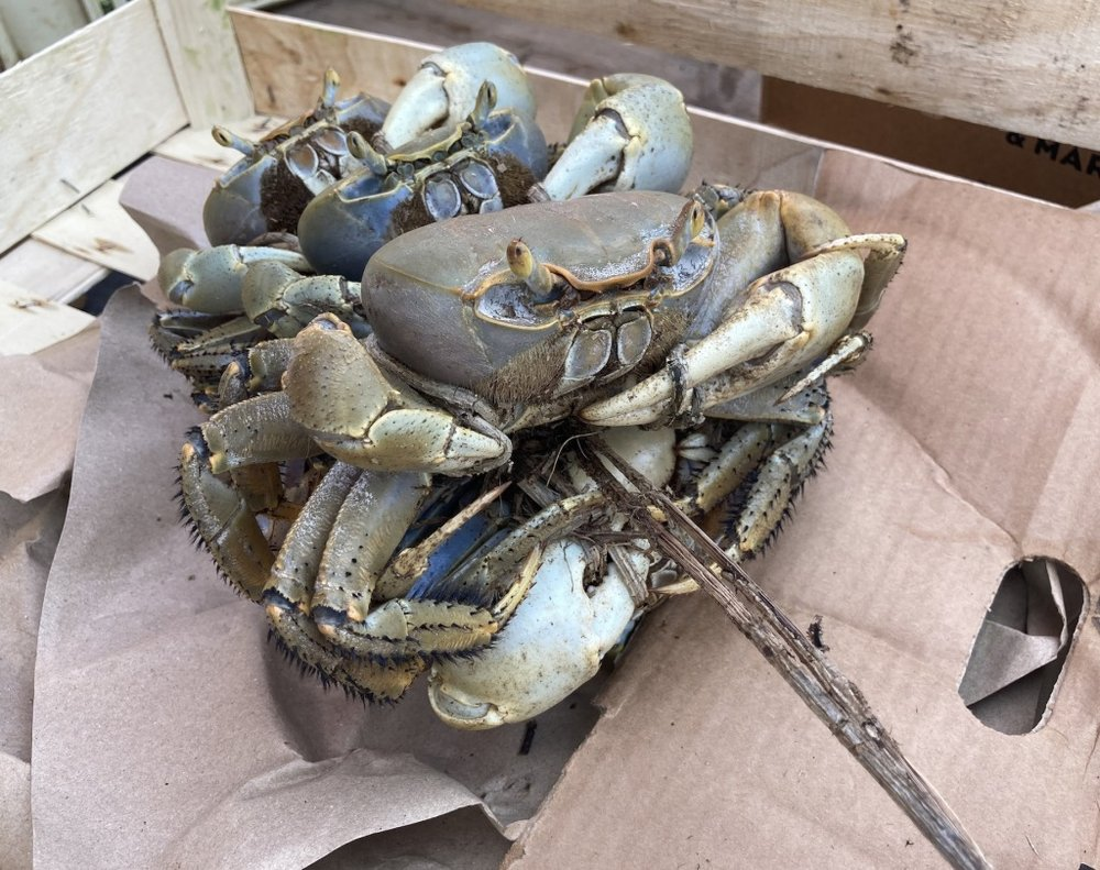 crabe pour les fêtes de paques en guadeloupe