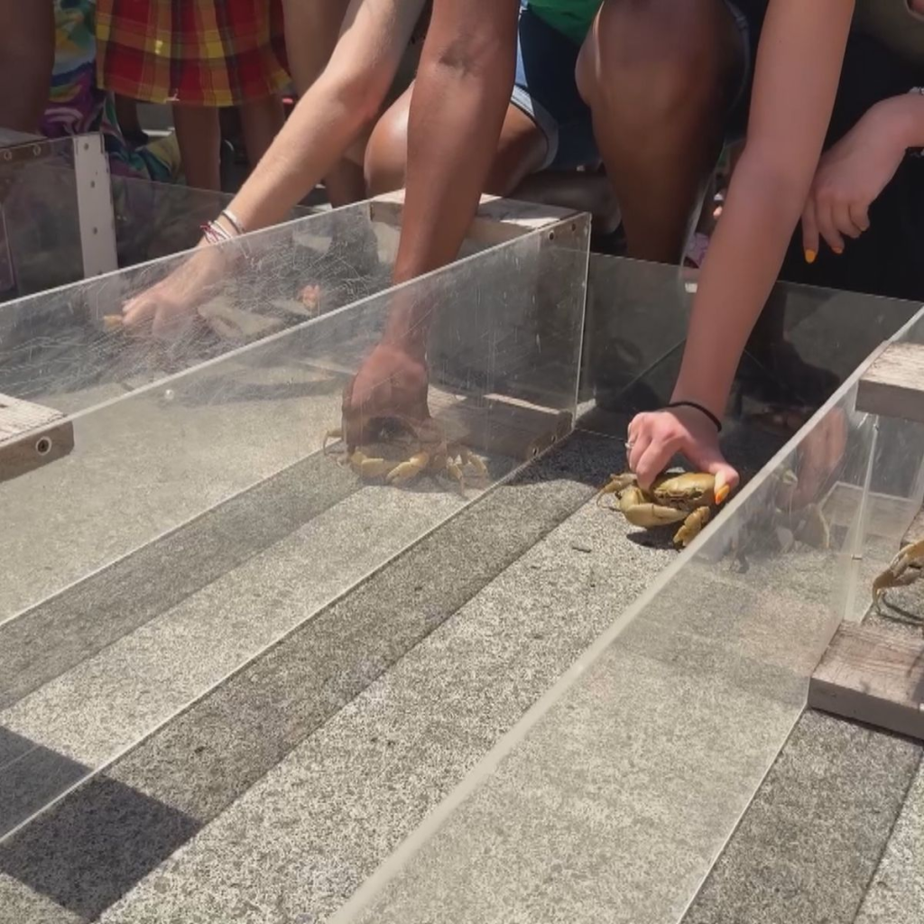 course de crabes lors de la fête du crabe en guadeloupe