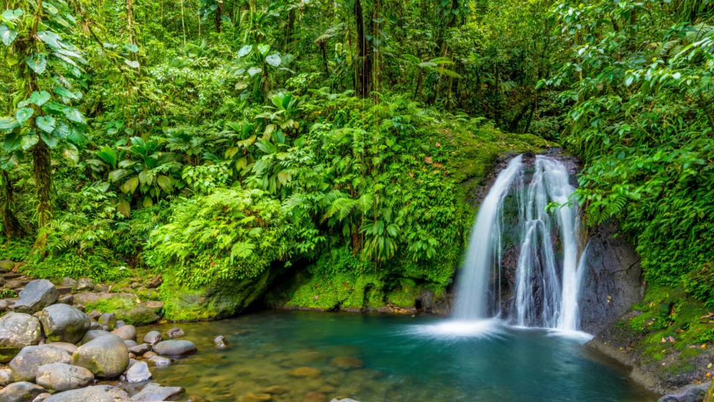 Cascade aux Écrevisses et son bassin vert émeraude dans la forêt tropicale de Petit-Bourg