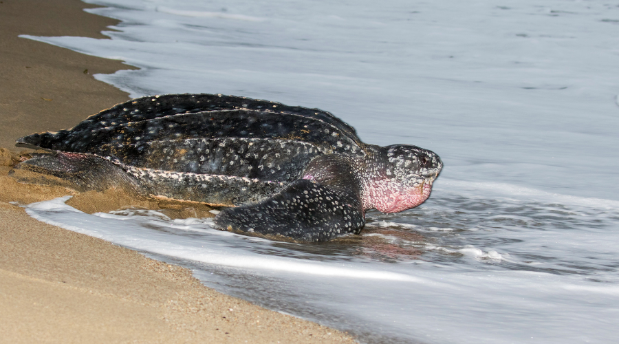 Tortue luth en Guadeloupe