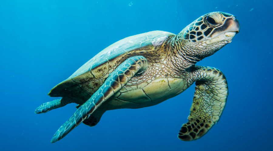 Tortue verte en Guadeloupe