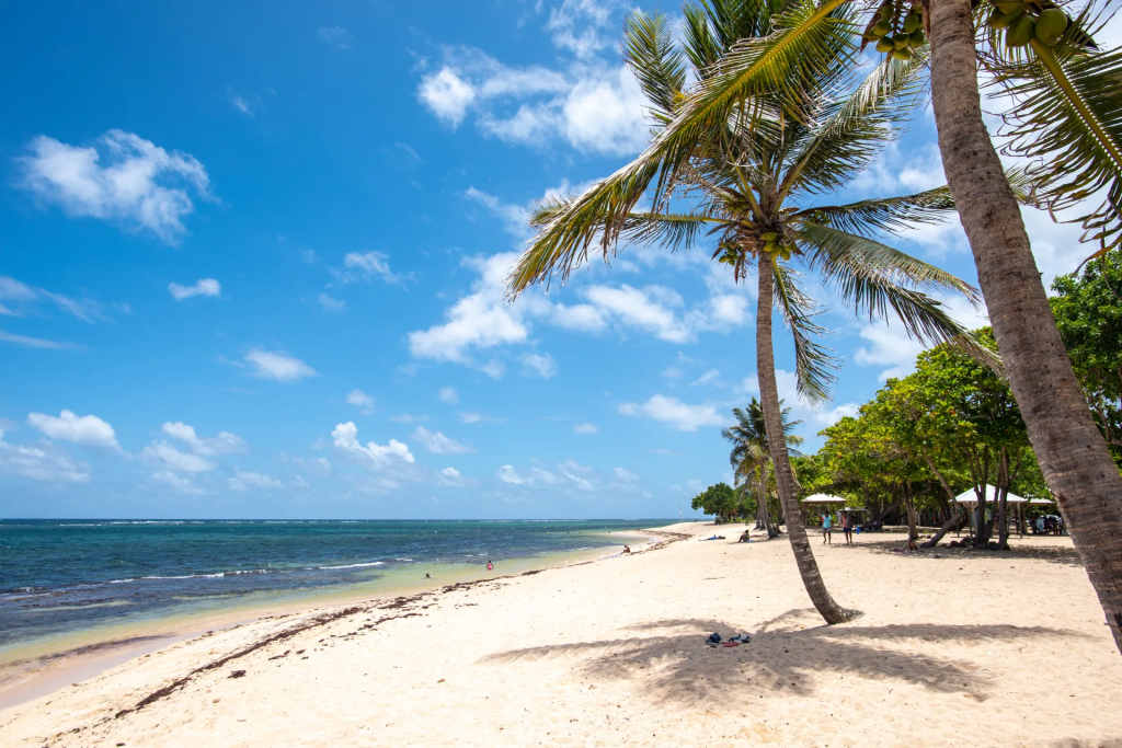 La plage de l'Autre Bord au Moule et ses cocotiers