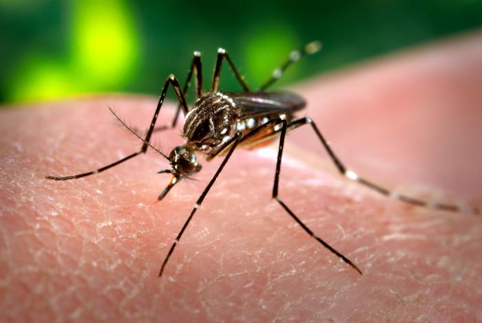 Un moustique Aedes aegypti, vecteur de la dengue aux Antilles