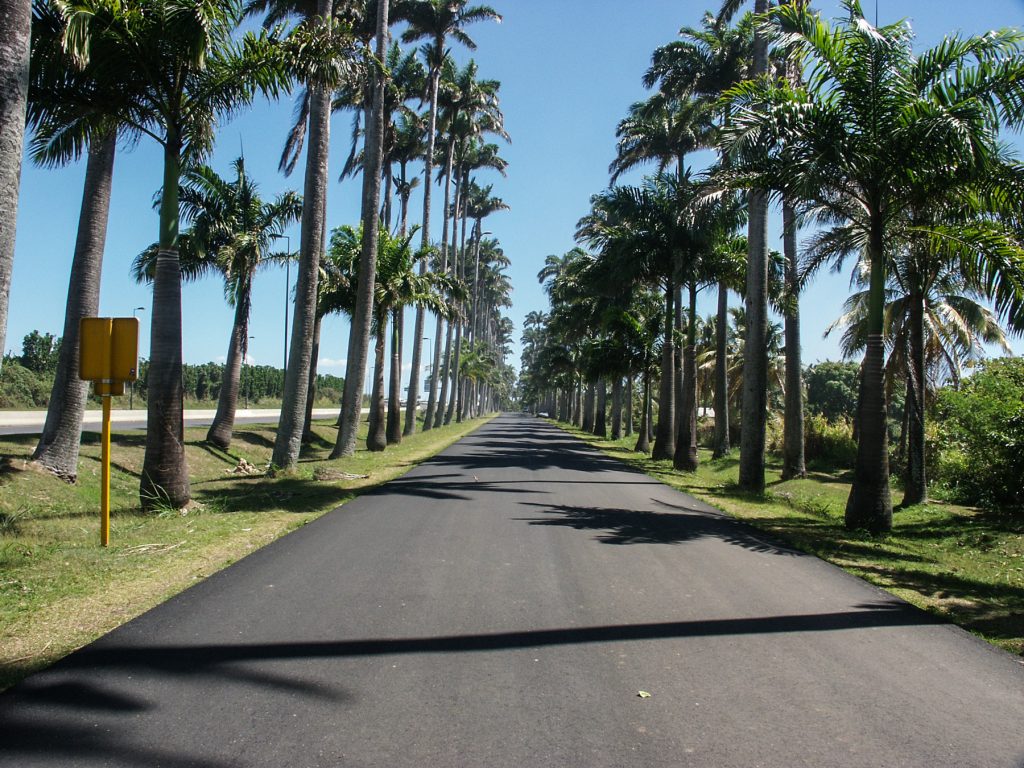 Allée Dumanoir à Capesterre-Belle-Eau, route bordée de hauts palmiers royaux