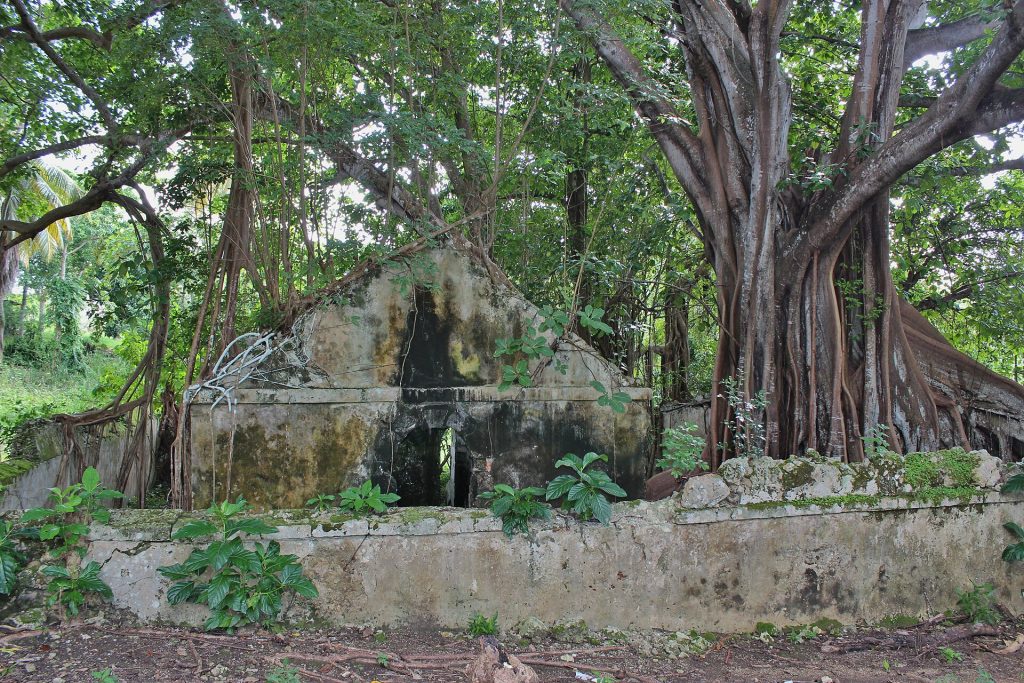 Ruines de l'ancienne prison de Petit-Canal envahies par les racines d'un figuier maudit