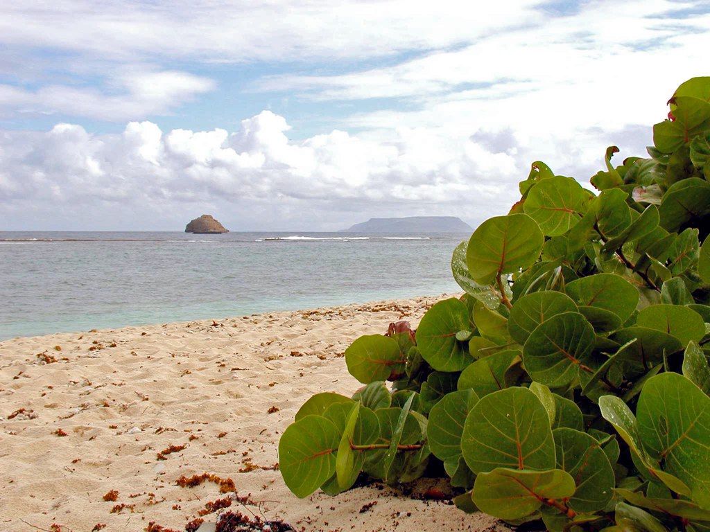 Le sable blanc et les raisiniers de l'Anse à la Gourde, à Saint-François