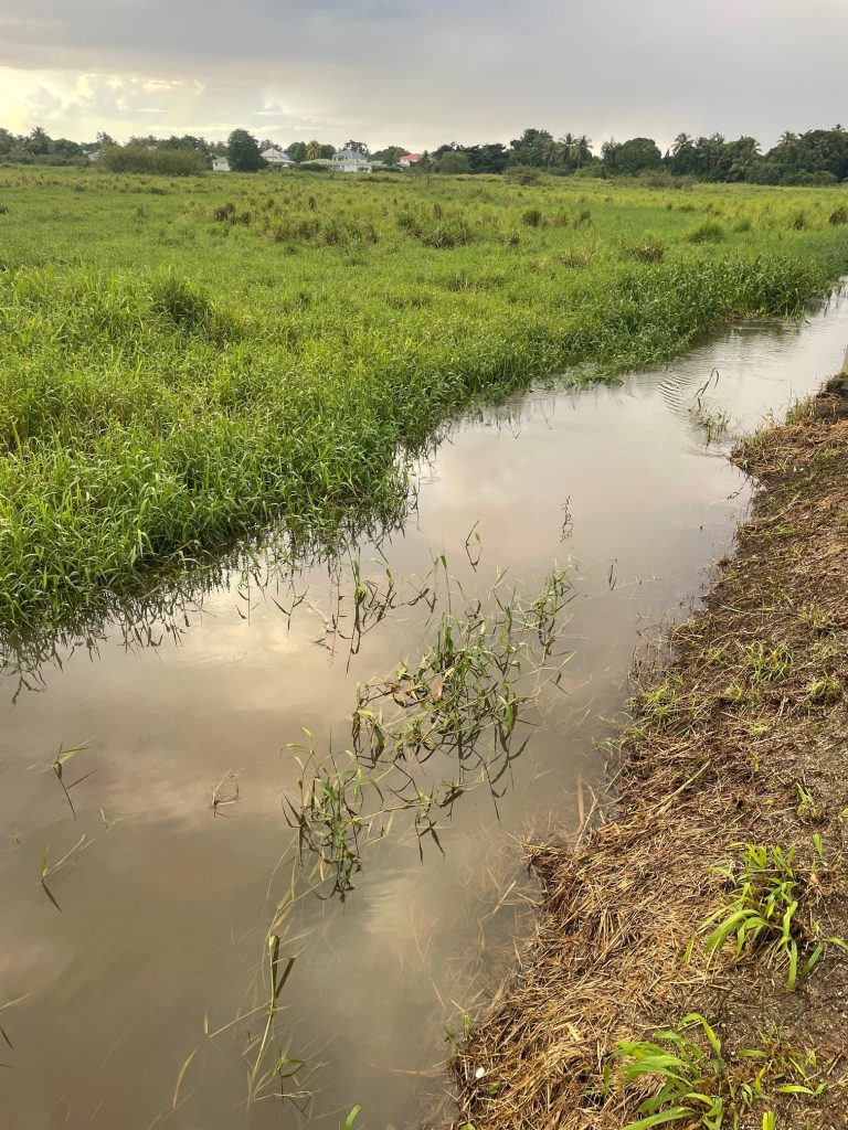 Canal de Perrin traversant les prairies humides de Belle-Plaine aux Abymes