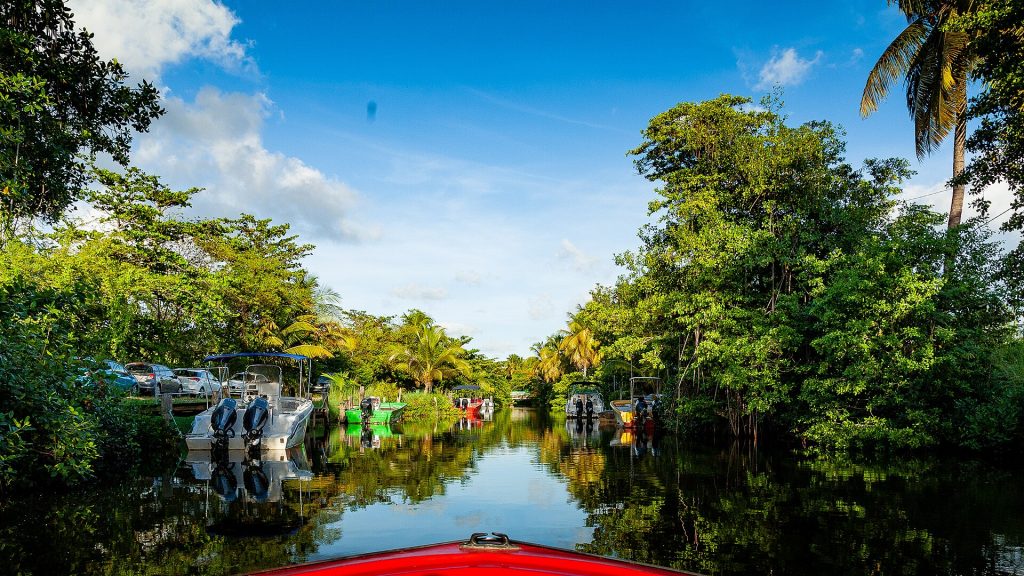 Canal des Rotours bordé de mangrove, vu depuis l'avant d'une barque, à Morne-à-l'Eau