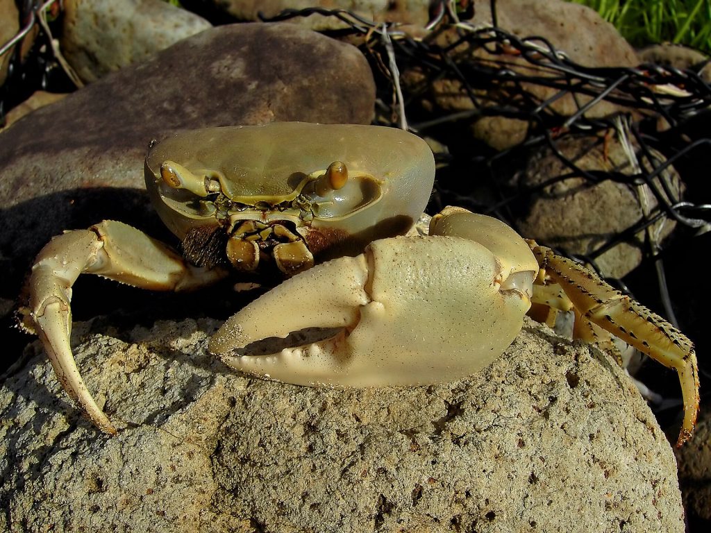 Un crabe de terre, l'ingrédient du matété de Pâques