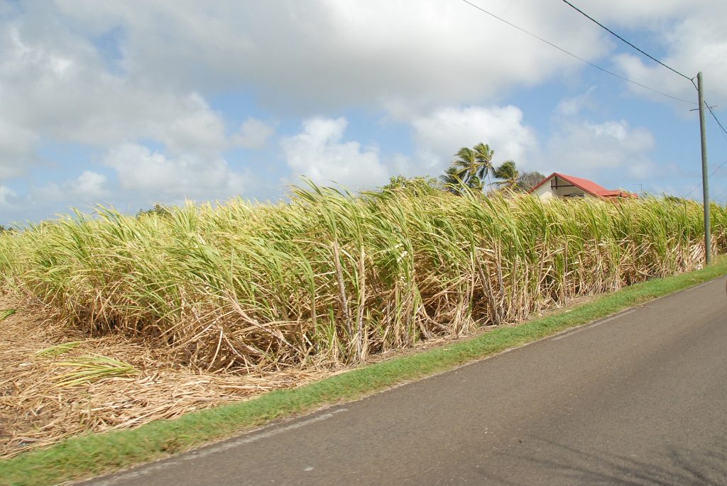 Une route bordée de champs de canne à sucre en Grande-Terre