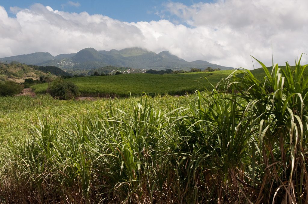 Un champ de canne à sucre devant les montagnes de la Basse-Terre