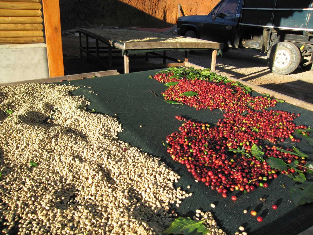 Des cerises de café rouges et des grains qui sèchent au soleil