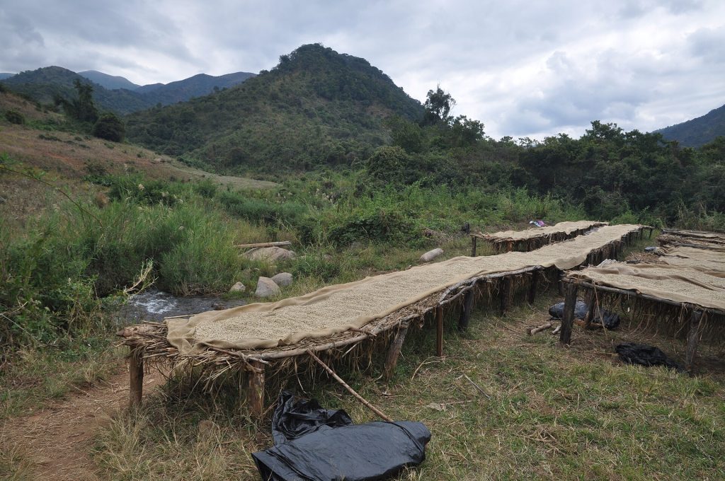 Des claies de séchage du café dans une vallée de montagne