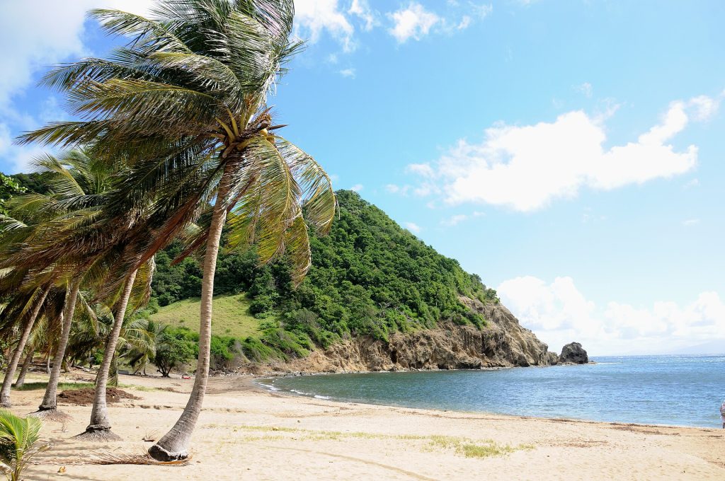 La plage de Pompierre et ses cocotiers, à Terre-de-Haut