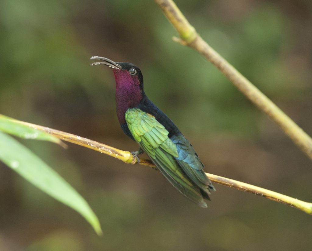 Un colibri falle-vert (Eulampis jugularis) à la Caféière, en Basse-Terre