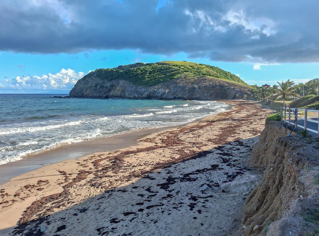 Une bande de sargasses sur la plage de Grande-Anse, à Terre-de-Haut