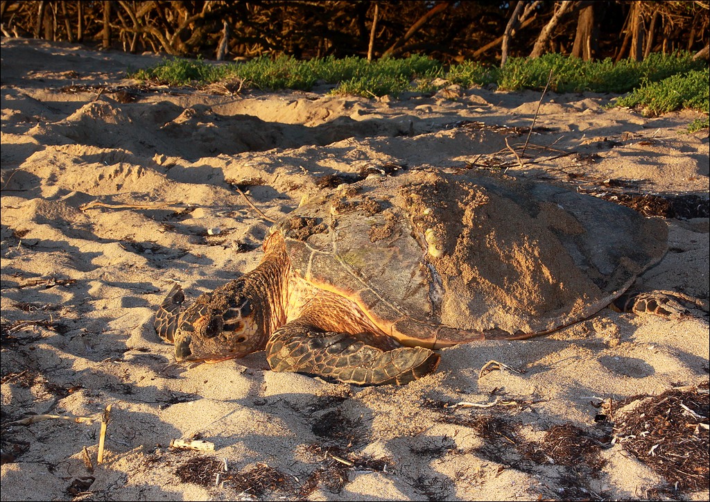 Une tortue imbriquée sur une plage de Guadeloupe