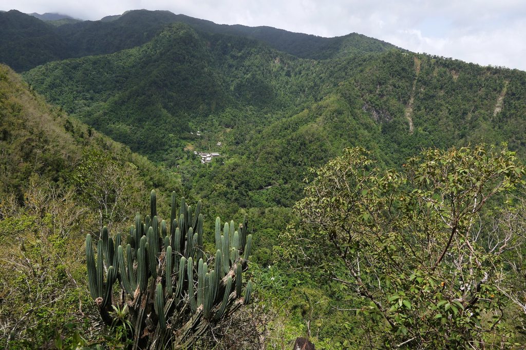 Vallée de la Grande Rivière à Vieux-Habitants, versants couverts de forêt tropicale