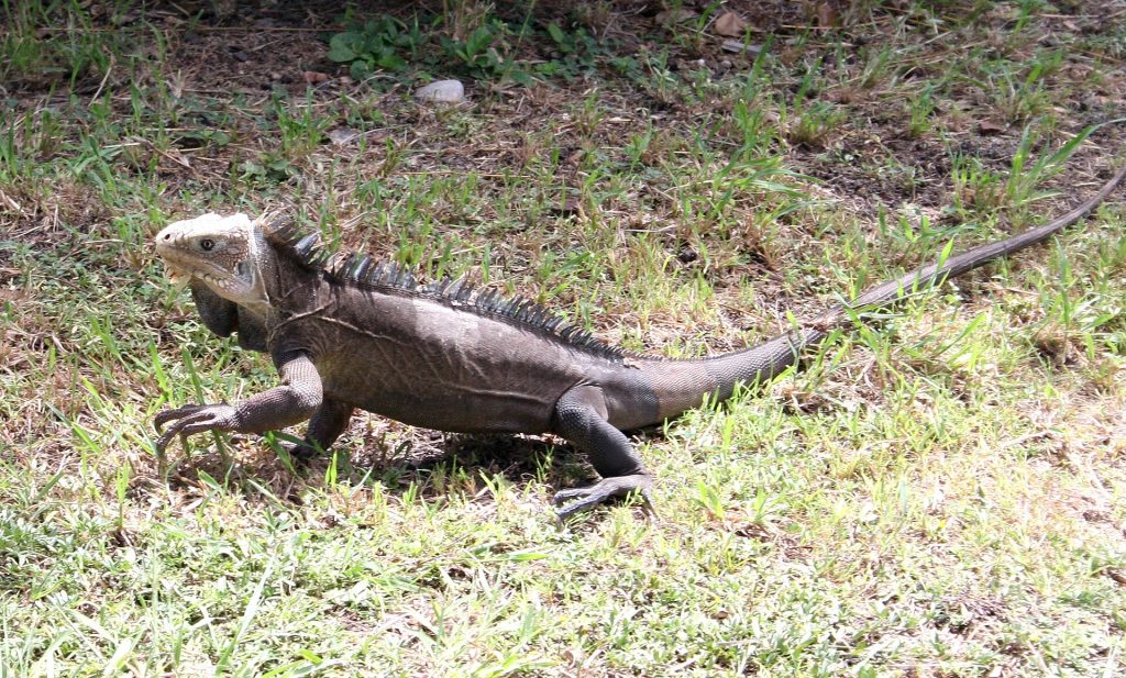 Un iguane des Petites Antilles à La Désirade