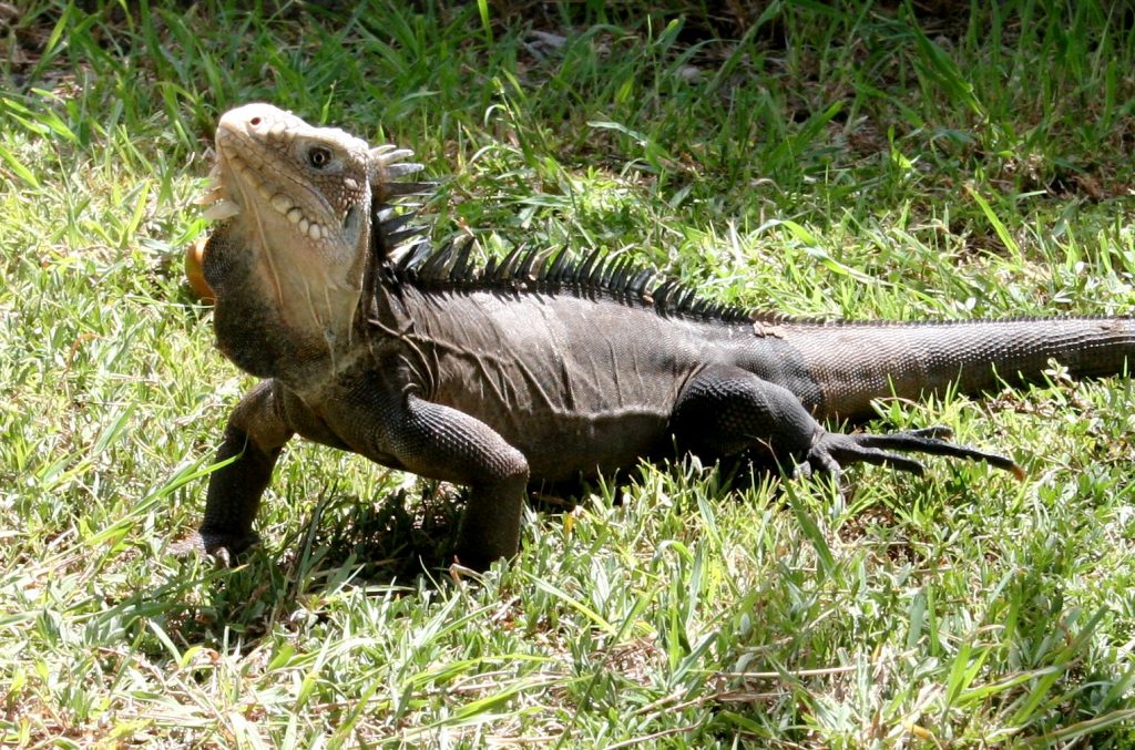 Un iguane des Petites Antilles (Iguana delicatissima) à La Désirade