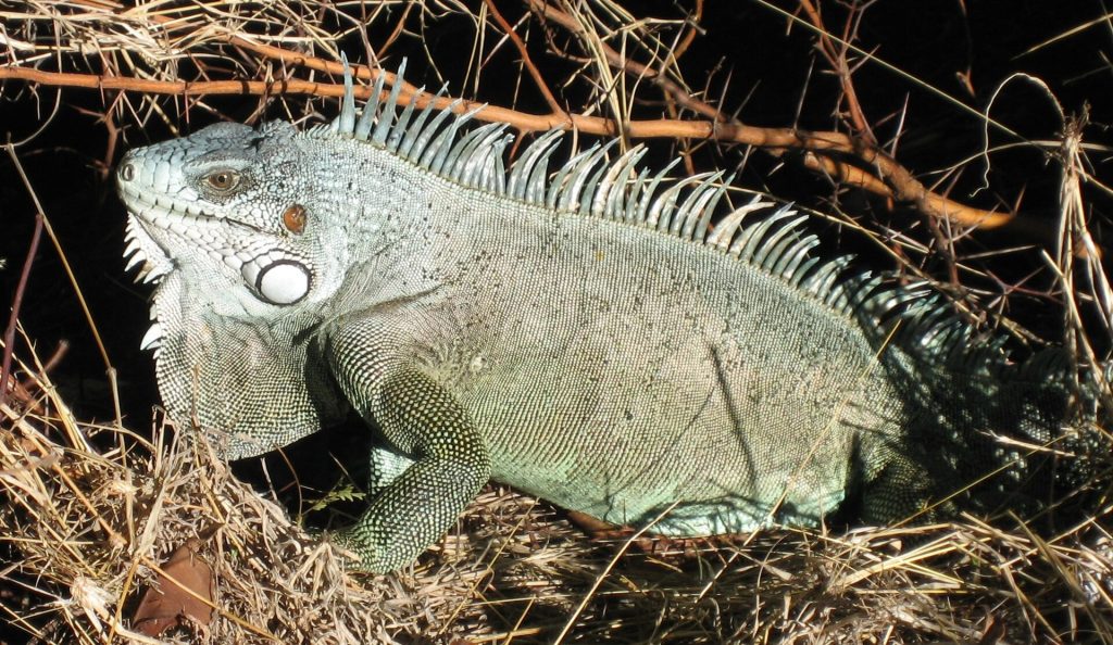 Iguane vert au Fort Napoléon, à Terre-de-Haut