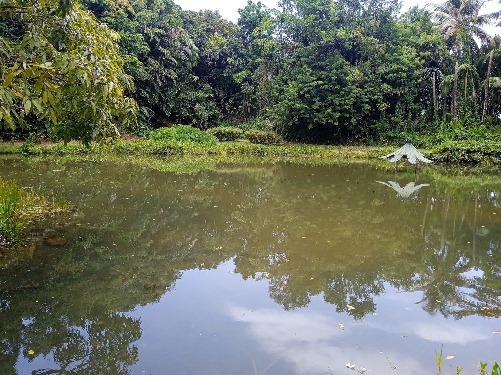 Étang du jardin d'eau de Blonzac à Goyave, reflets de la forêt dans l'eau calme