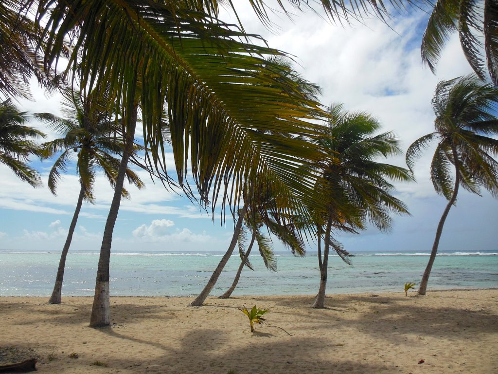 Cocotiers penchés sur la plage à Fifi, à l'est de Beauséjour, La Désirade
