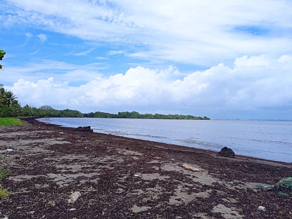 La plage de Viard couverte de sargasses au printemps 2025