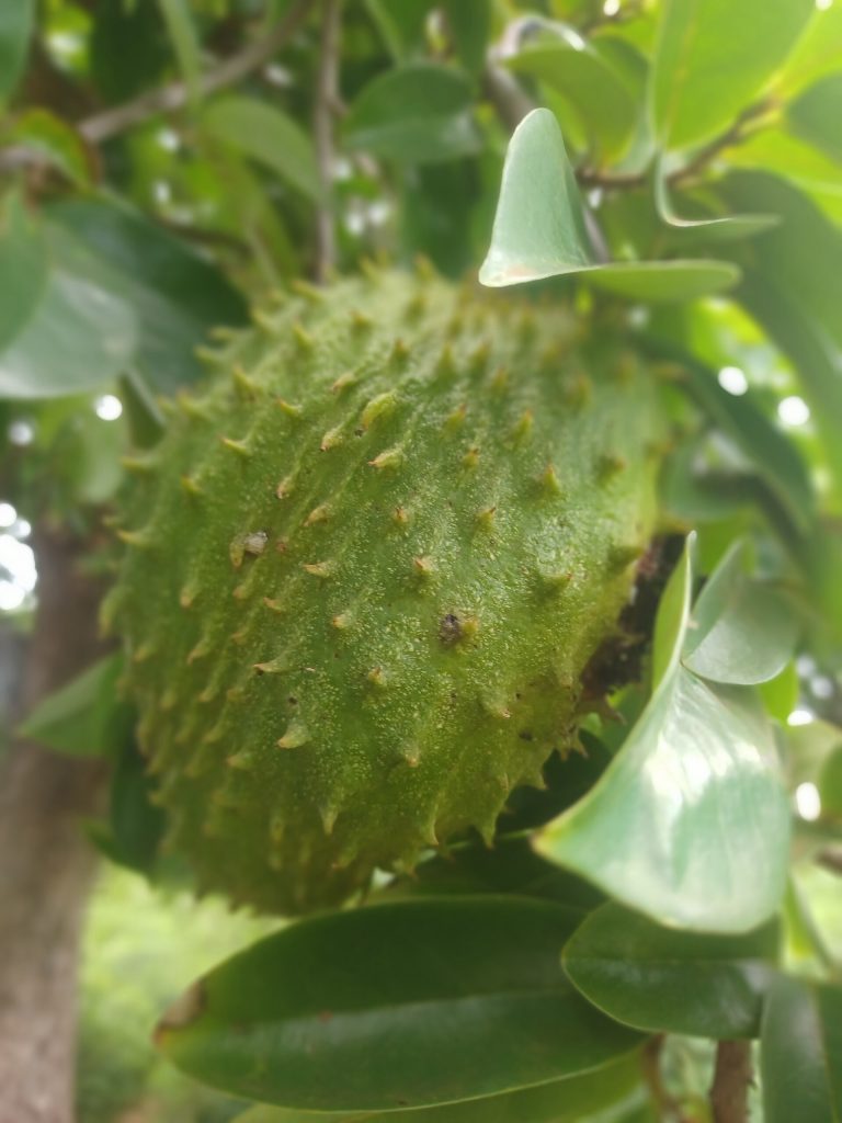 Un corossol, fruit vert hérissé de pointes, sur sa branche