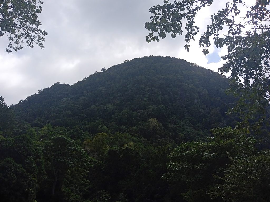 Le morne Houëlmont couvert de forêt, vu depuis ses pentes à Gourbeyre