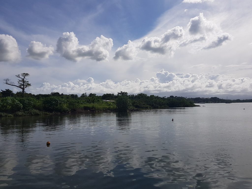 Rivage de palétuviers à Birmingham, sur le littoral de Baie-Mahault