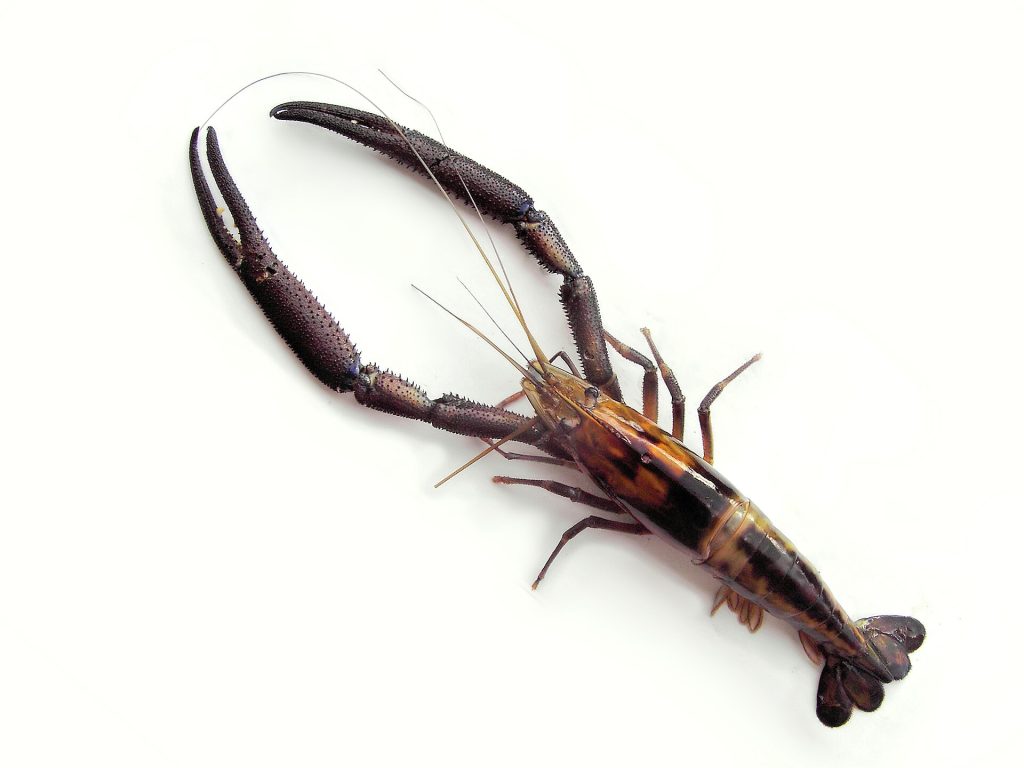 Un ouassou, grosse crevette d'eau douce des rivières des Antilles, aux longues pinces