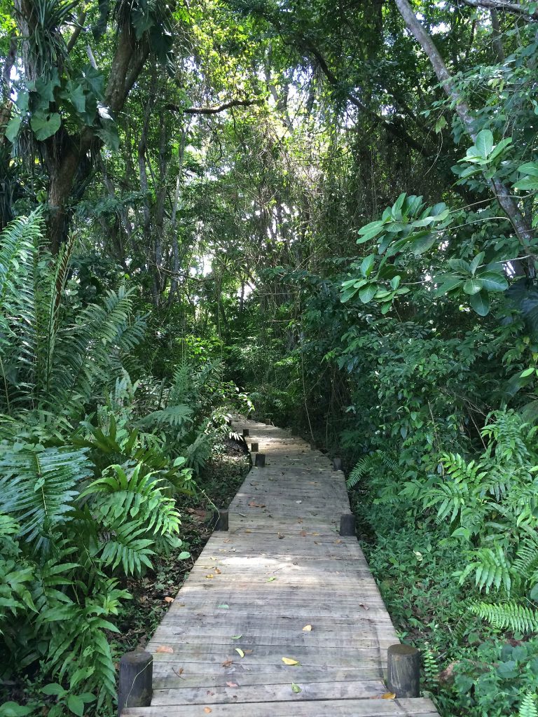 Platelage en bois du sentier de la Maison de la mangrove de Taonaba, sous la forêt humide des Abymes