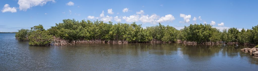 La mangrove de Petit-Canal au bord du Grand Cul-de-Sac Marin