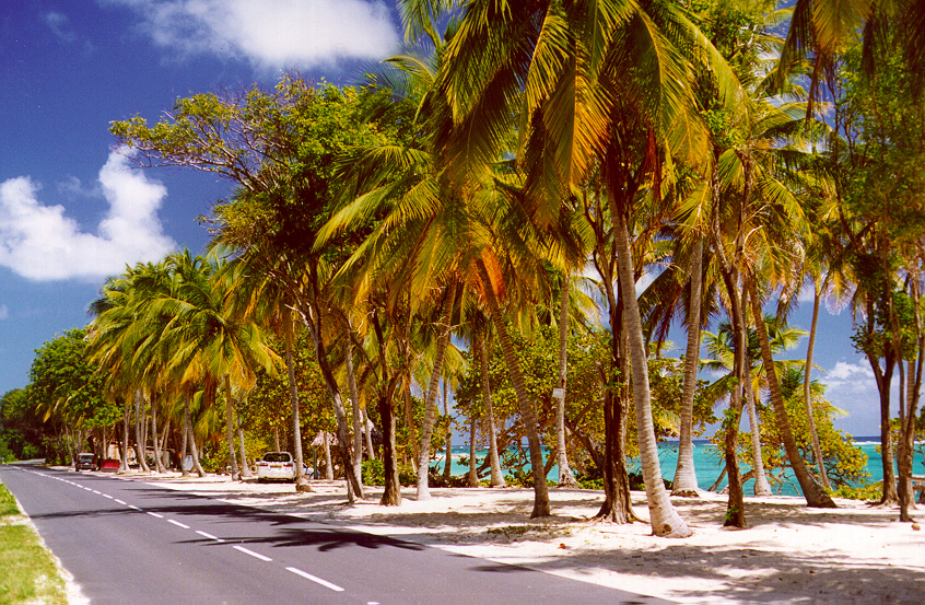 La route bordée de cocotiers le long d'une plage de Marie-Galante
