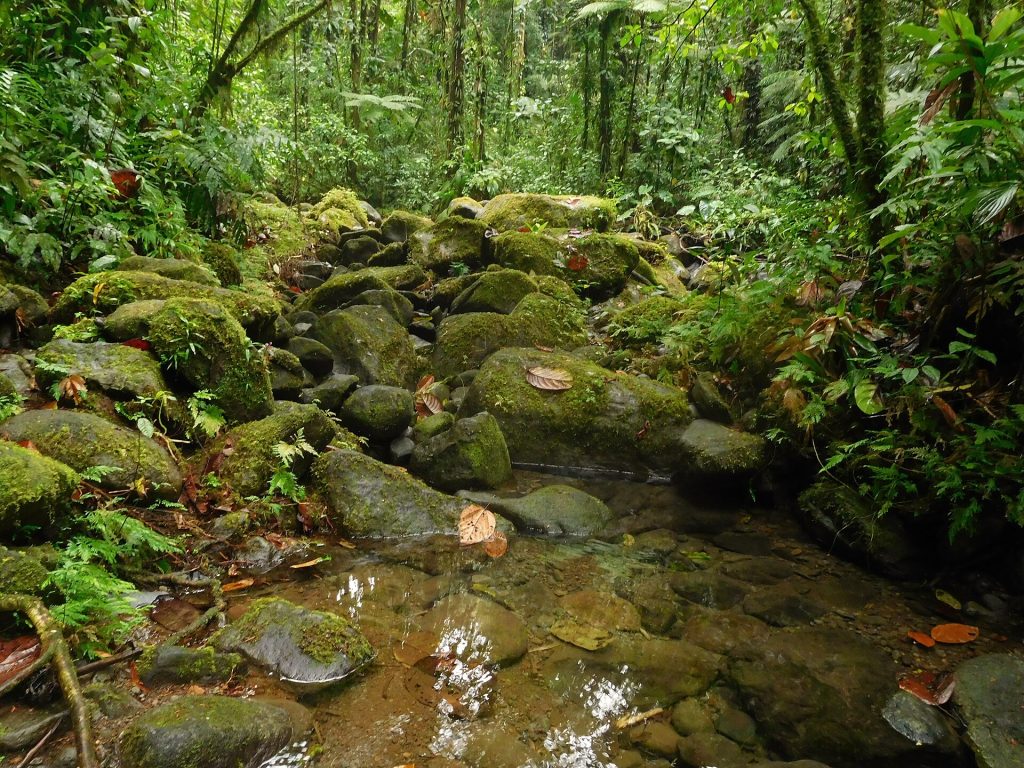 Rivière et rochers moussus en forêt tropicale dans le Parc national de la Guadeloupe, en Basse-Terre