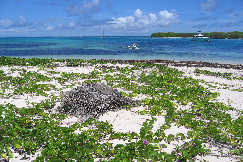 Débarquement sur la plage de la réserve de Petite-Terre