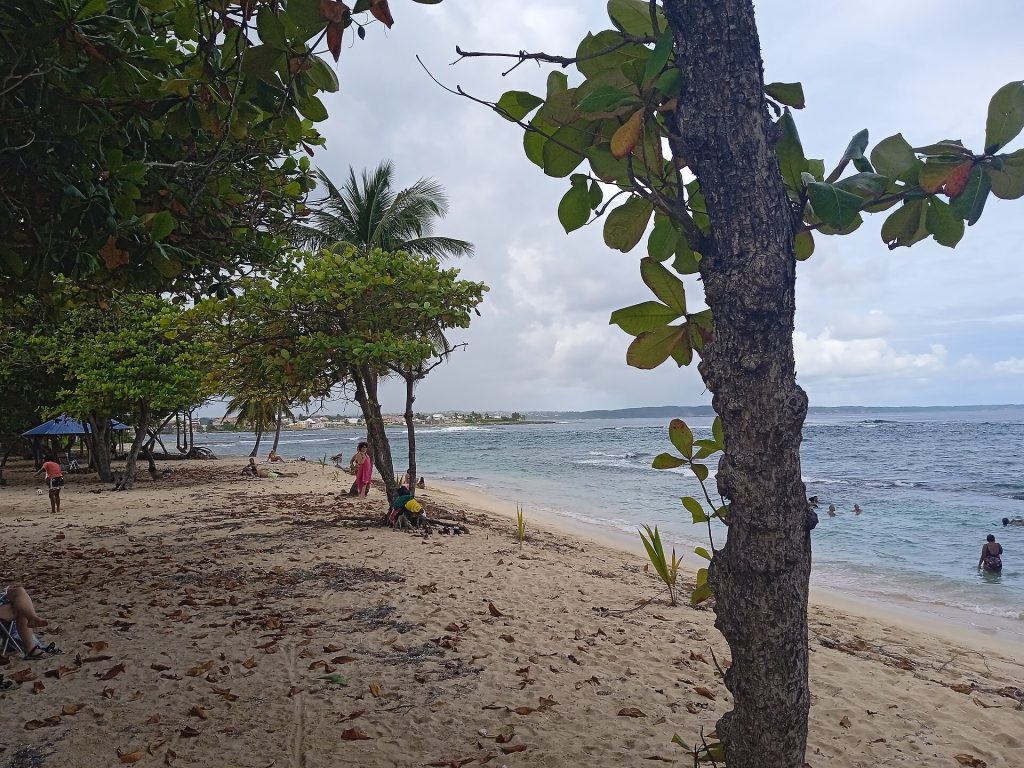 Raisiniers bord de mer et baigneurs sur la plage de l'Autre Bord, au Moule