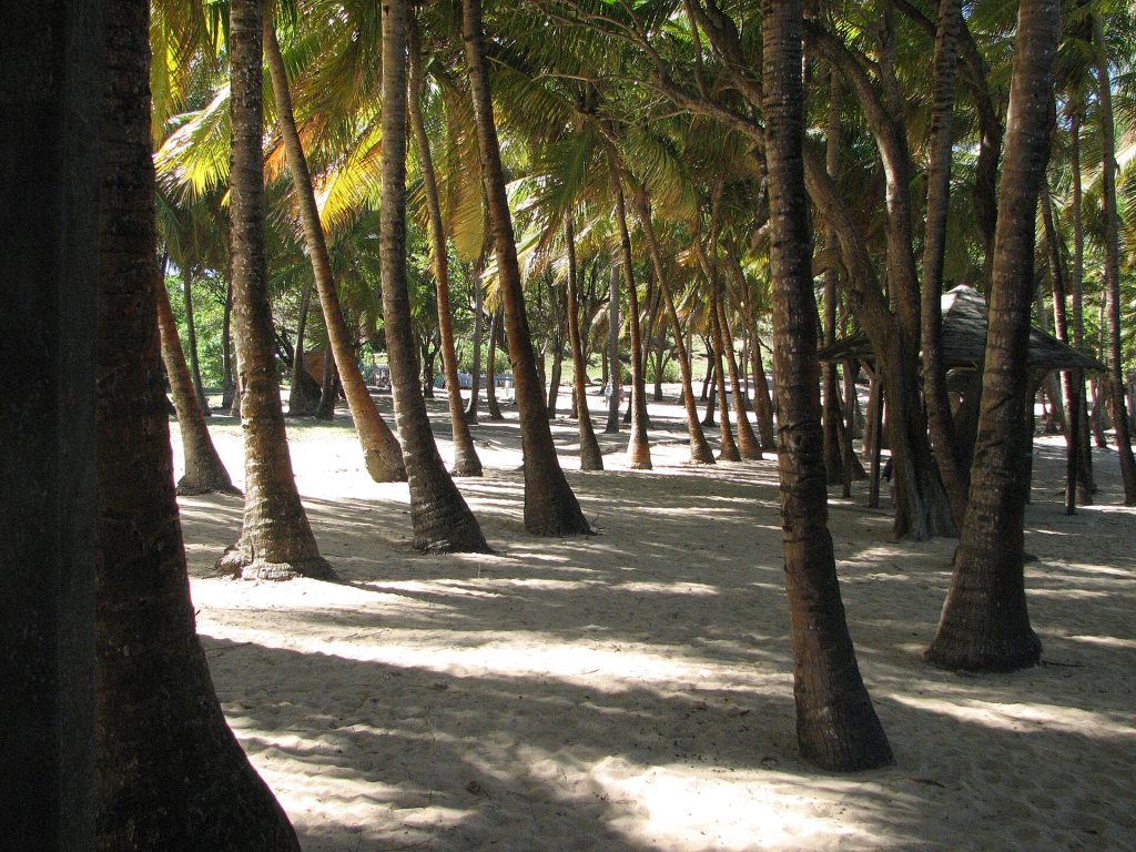 Cocoteraie ombragée en bord de plage à Pompierre, Terre-de-Haut