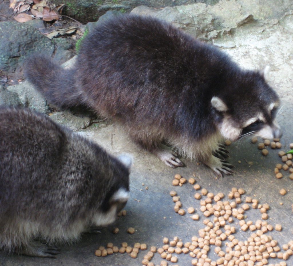 Des ratons laveurs de Guadeloupe (Procyon minor) au parc des Mamelles