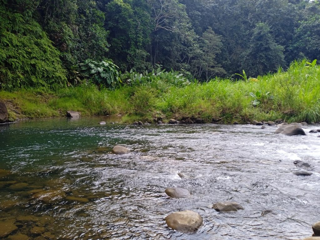 Rivière Bras David coulant sur les galets au pied de la forêt du Parc national