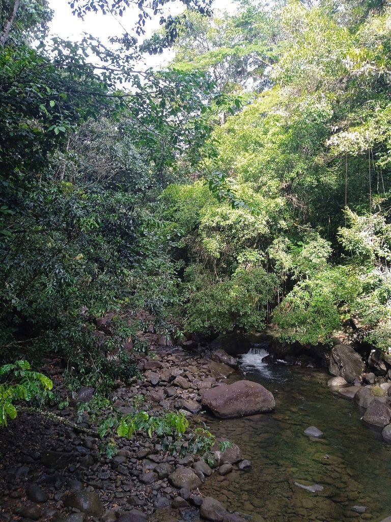 La rivière Bras David dans la forêt du Parc national