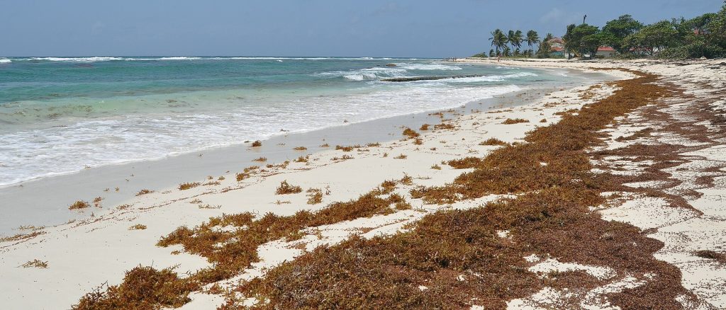 Des sargasses échouées sur une plage de Guadeloupe