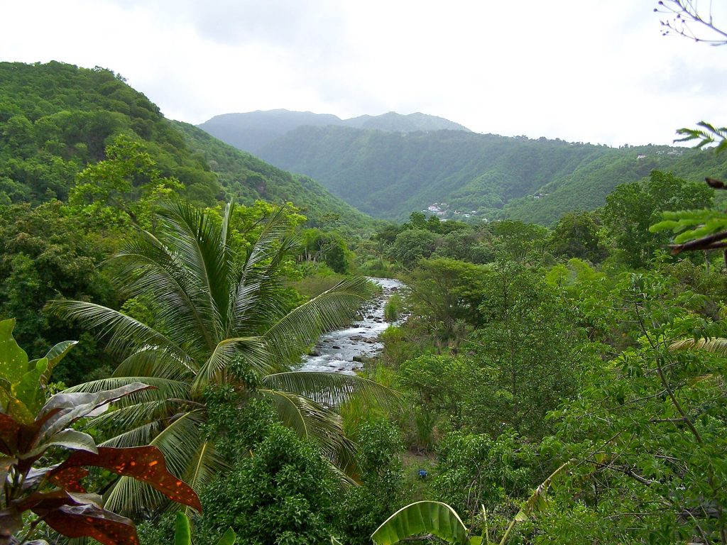 Grande Rivière des Vieux-Habitants coulant entre les cocotiers au lieu-dit Schœlcher