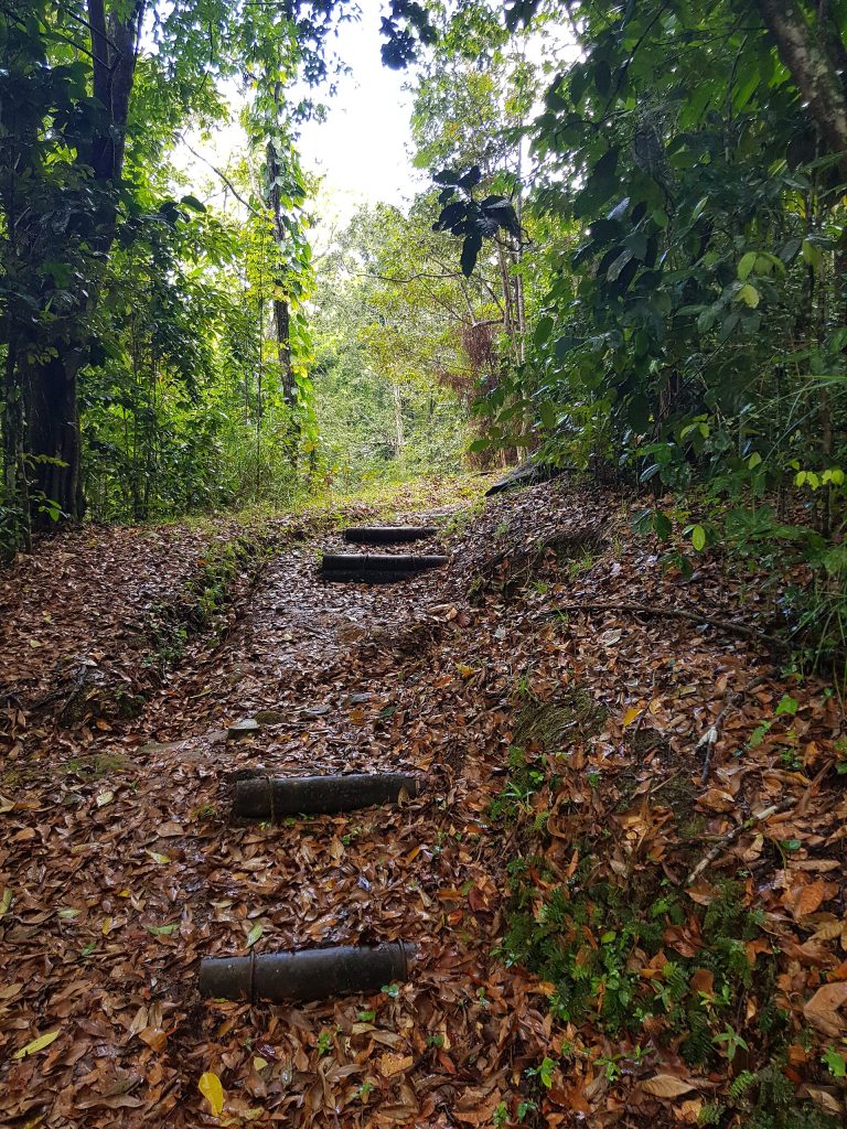 Le sentier en marches de la trace des Contrebandiers, en forêt, à Sainte-Rose