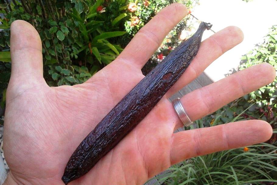 Une gousse de vanille pompona de Guadeloupe dans la main
