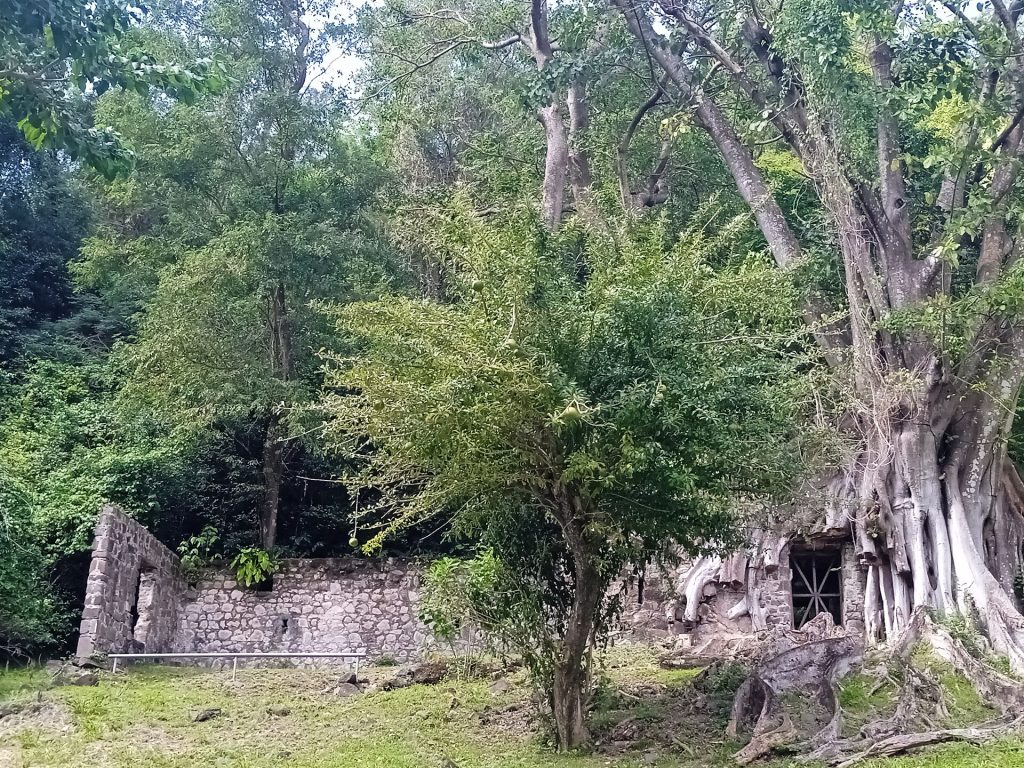 Ruines de pierre de la poudrière du Houëlmont envahies par les arbres et les racines